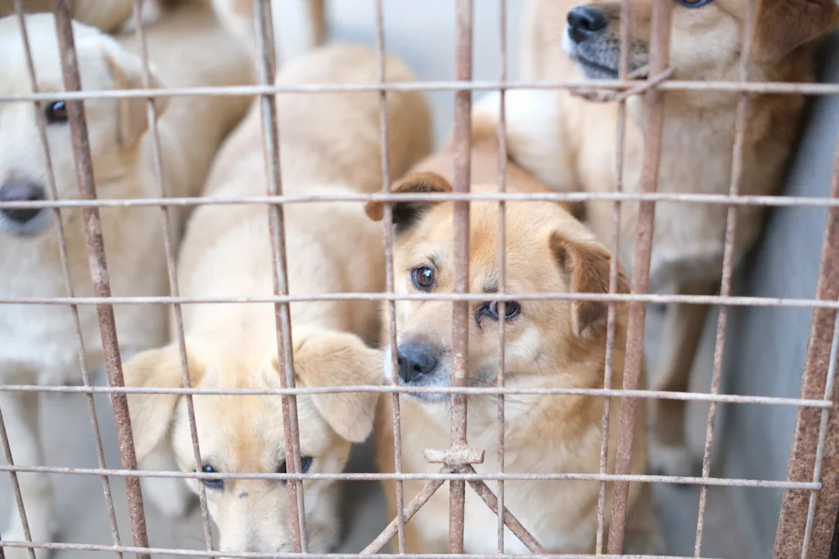 When Cell Service Fails: Starlink Rescues Lost Dogs in America's Dead Zones